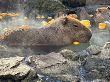 伊豆シャボテン動物公園に投稿された画像（2022/12/28）