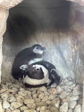京都水族館に投稿された画像（2022/12/28）