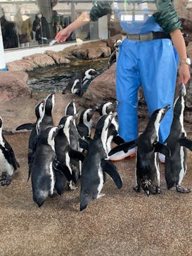 京都水族館に投稿された画像（2022/12/28）