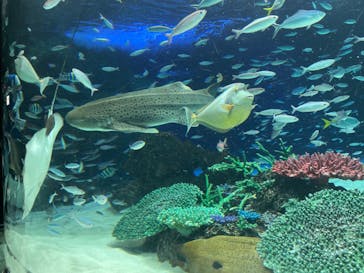 サンシャイン水族館に投稿された画像（2022/12/28）