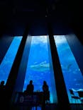 沖縄美ら海水族館に投稿された画像（2022/12/28）
