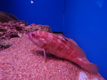 大分マリーンパレス水族館 「うみたまご」に投稿された画像（2022/12/28）