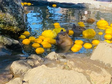 伊豆シャボテン動物公園に投稿された画像（2022/12/28）