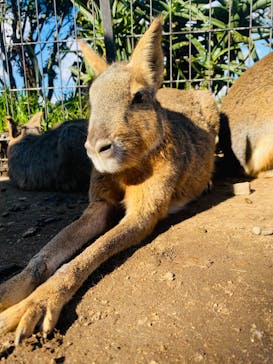伊豆シャボテン動物公園に投稿された画像（2022/12/28）