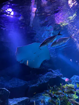 すみだ水族館に投稿された画像（2022/12/28）
