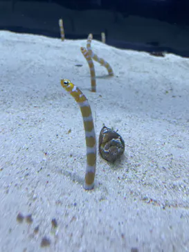 すみだ水族館に投稿された画像（2022/12/28）