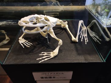 体感型カエル館KawaZooに投稿された画像（2022/12/28）