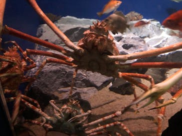 名古屋港水族館に投稿された画像（2022/12/28）