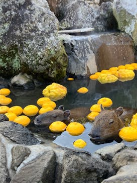 伊豆シャボテン動物公園に投稿された画像（2022/12/28）