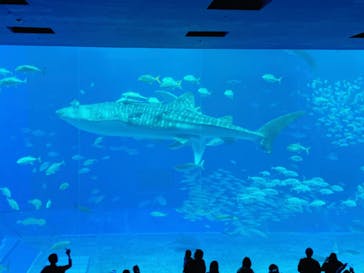 沖縄美ら海水族館に投稿された画像（2022/12/28）