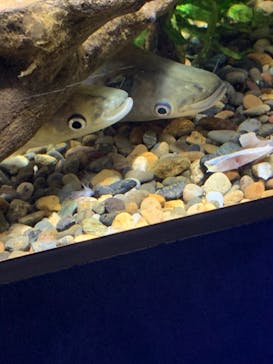 カワスイ 川崎⽔族館に投稿された画像（2022/12/28）