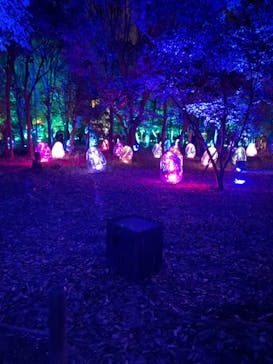 チームラボ ボタニカルガーデン 大阪に投稿された画像（2022/12/28）