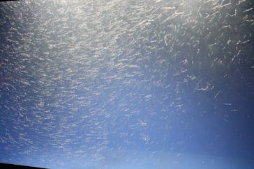 新江ノ島水族館に投稿された画像（2022/12/29）