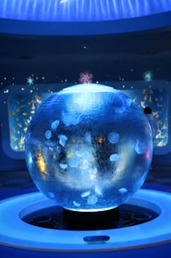 新江ノ島水族館に投稿された画像（2022/12/29）