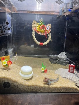 カワスイ 川崎⽔族館に投稿された画像（2022/12/29）