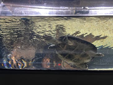 カワスイ 川崎⽔族館に投稿された画像（2022/12/29）