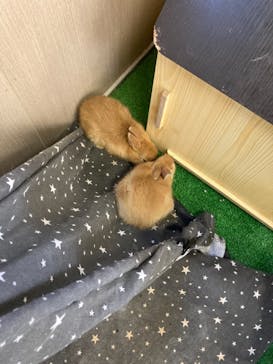 しろとり動物園に投稿された画像（2022/12/29）