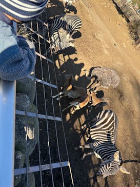 伊豆アニマルキングダムに投稿された画像（2022/12/29）