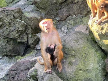 伊豆アニマルキングダムに投稿された画像（2022/12/29）