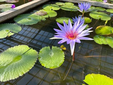 熱川バナナワニ園に投稿された画像（2022/12/29）