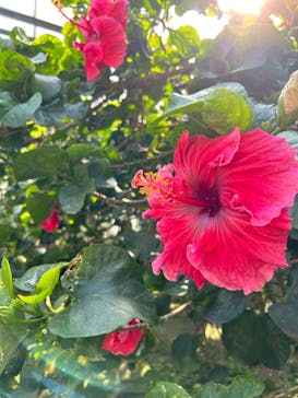 熱川バナナワニ園に投稿された画像（2022/12/29）