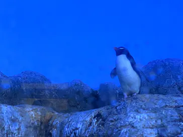 横浜・八景島シーパラダイスに投稿された画像（2022/12/29）