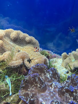 名古屋港水族館に投稿された画像（2022/12/29）