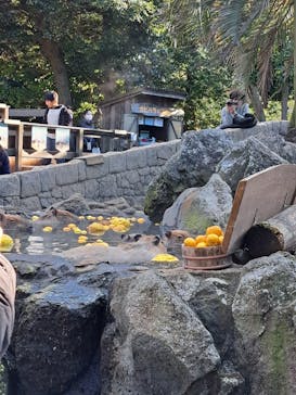 伊豆シャボテン動物公園に投稿された画像（2022/12/29）