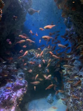 沖縄美ら海水族館に投稿された画像（2022/12/29）