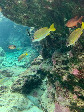 沖縄美ら海水族館に投稿された画像（2022/12/29）