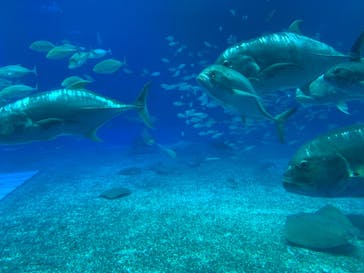 沖縄美ら海水族館に投稿された画像（2022/12/29）