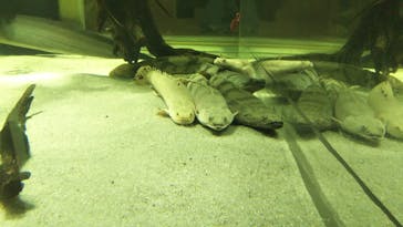 カワスイ 川崎⽔族館に投稿された画像（2022/12/29）