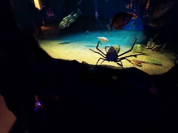 アクアワールド茨城県大洗水族館に投稿された画像（2022/12/29）