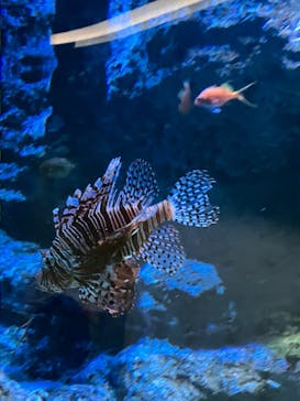 名古屋港水族館に投稿された画像（2022/12/29）