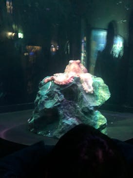 サンシャイン水族館に投稿された画像（2022/12/29）