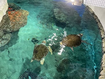 名古屋港水族館に投稿された画像（2022/12/29）