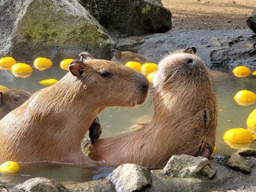 伊豆シャボテン動物公園に投稿された画像（2022/12/29）