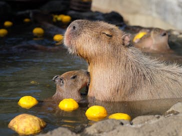 伊豆シャボテン動物公園に投稿された画像（2022/12/29）