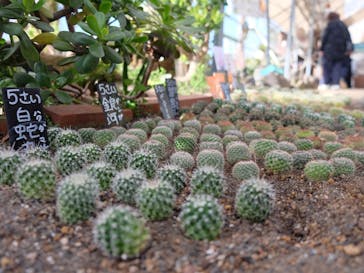 伊豆シャボテン動物公園に投稿された画像（2022/12/29）
