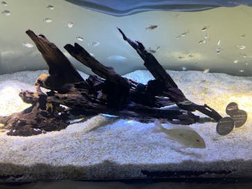 カワスイ 川崎⽔族館に投稿された画像（2022/12/29）