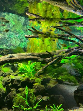 カワスイ 川崎⽔族館に投稿された画像（2022/12/29）