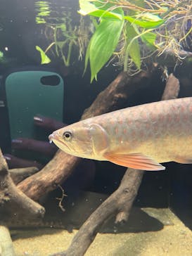 カワスイ 川崎⽔族館に投稿された画像（2022/12/29）