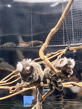 カワスイ 川崎⽔族館に投稿された画像（2022/12/29）