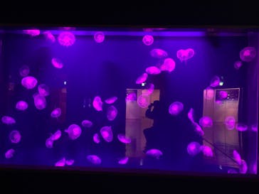 登別マリンパークニクスに投稿された画像（2022/12/29）