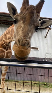 那須サファリパークに投稿された画像（2022/12/29）