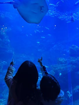 京都水族館に投稿された画像（2022/12/29）