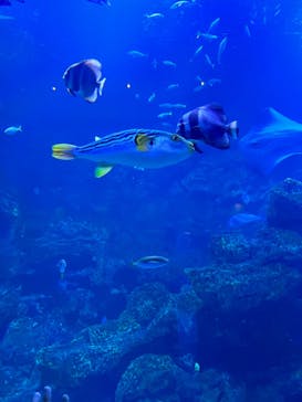 京都水族館に投稿された画像（2022/12/29）