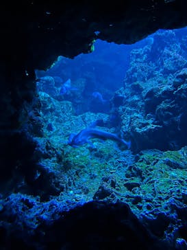 京都水族館に投稿された画像（2022/12/29）