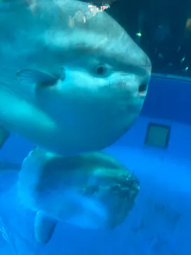 横浜・八景島シーパラダイスに投稿された画像（2022/12/29）