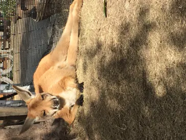 神戸どうぶつ王国に投稿された画像（2022/12/29）